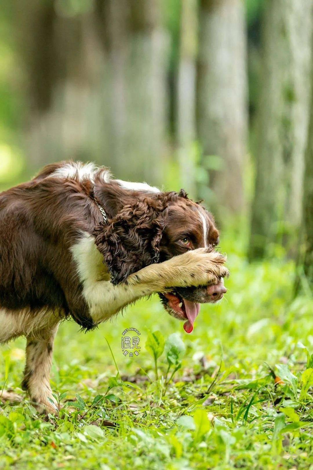 马犬,史宾格的高清美图