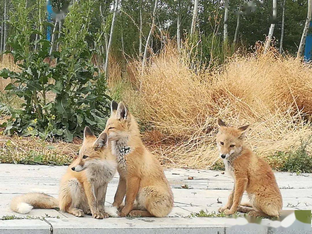 此后经过多日的观察发现,此处共有1大3小4只狐狸