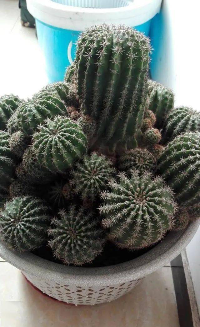 仙人球不开花做对这三步顺利长出花苞