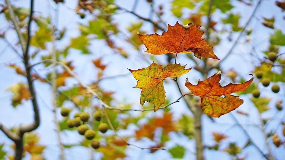 太準了你幾月出生就是什麼樹我是松樹你呢