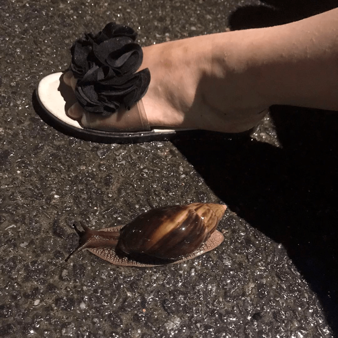 别碰!东莞常见的这种动物含大量寄生虫!看见要避而远之.