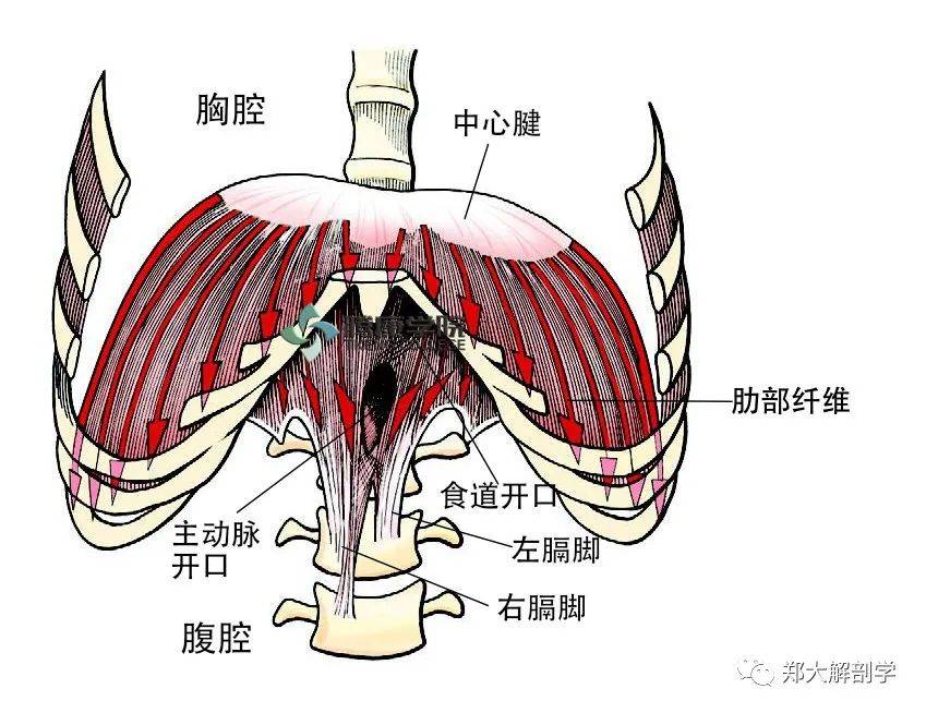 膈肌位置解剖图图片