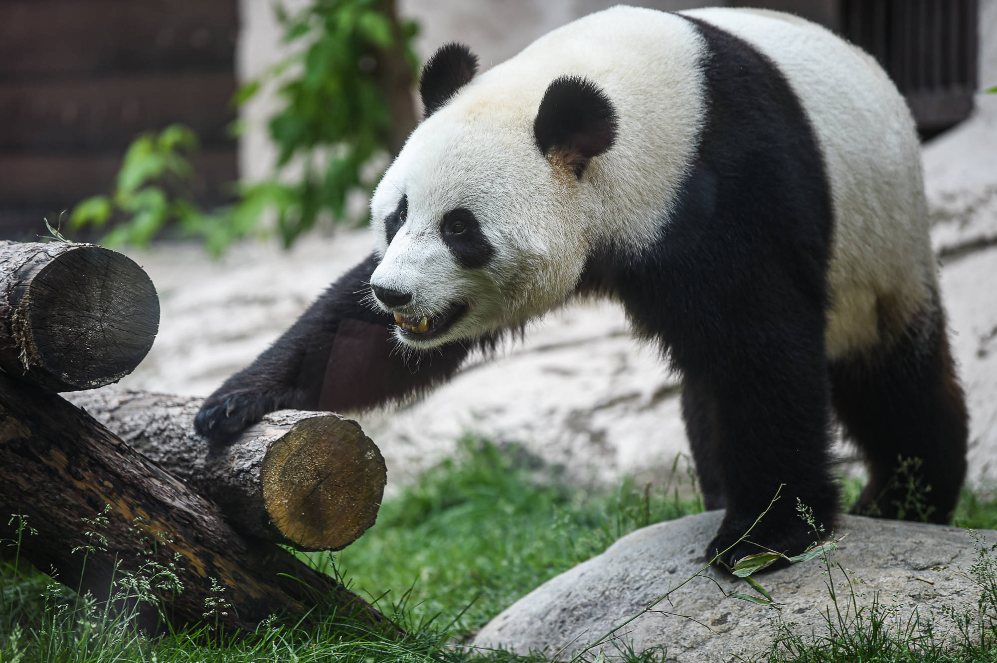 這是6月15日在俄羅斯莫斯科動物園拍攝的大熊貓