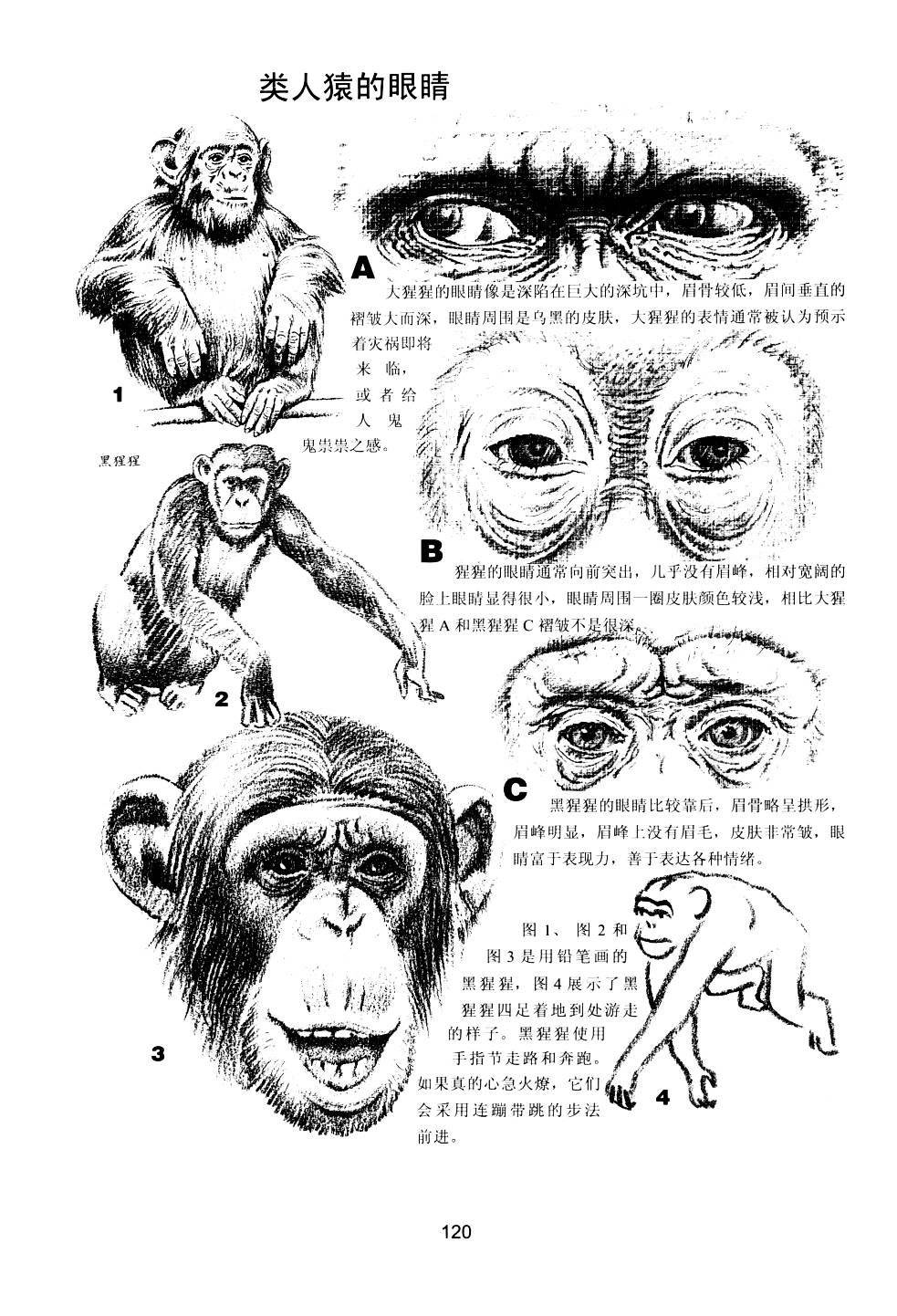 世界绘画经典教程：动物素描-搜狐大视野-搜狐新闻
