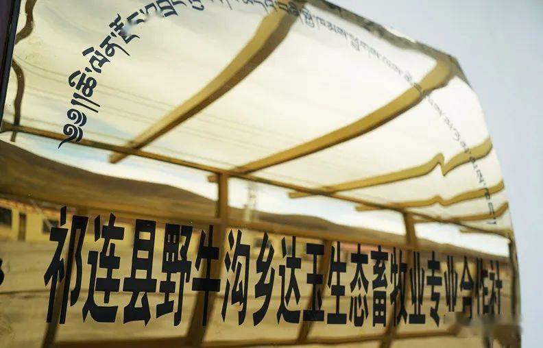 行业关注传统产业老枝发新芽丨记海北州劳动模范集体祁连县野牛沟乡