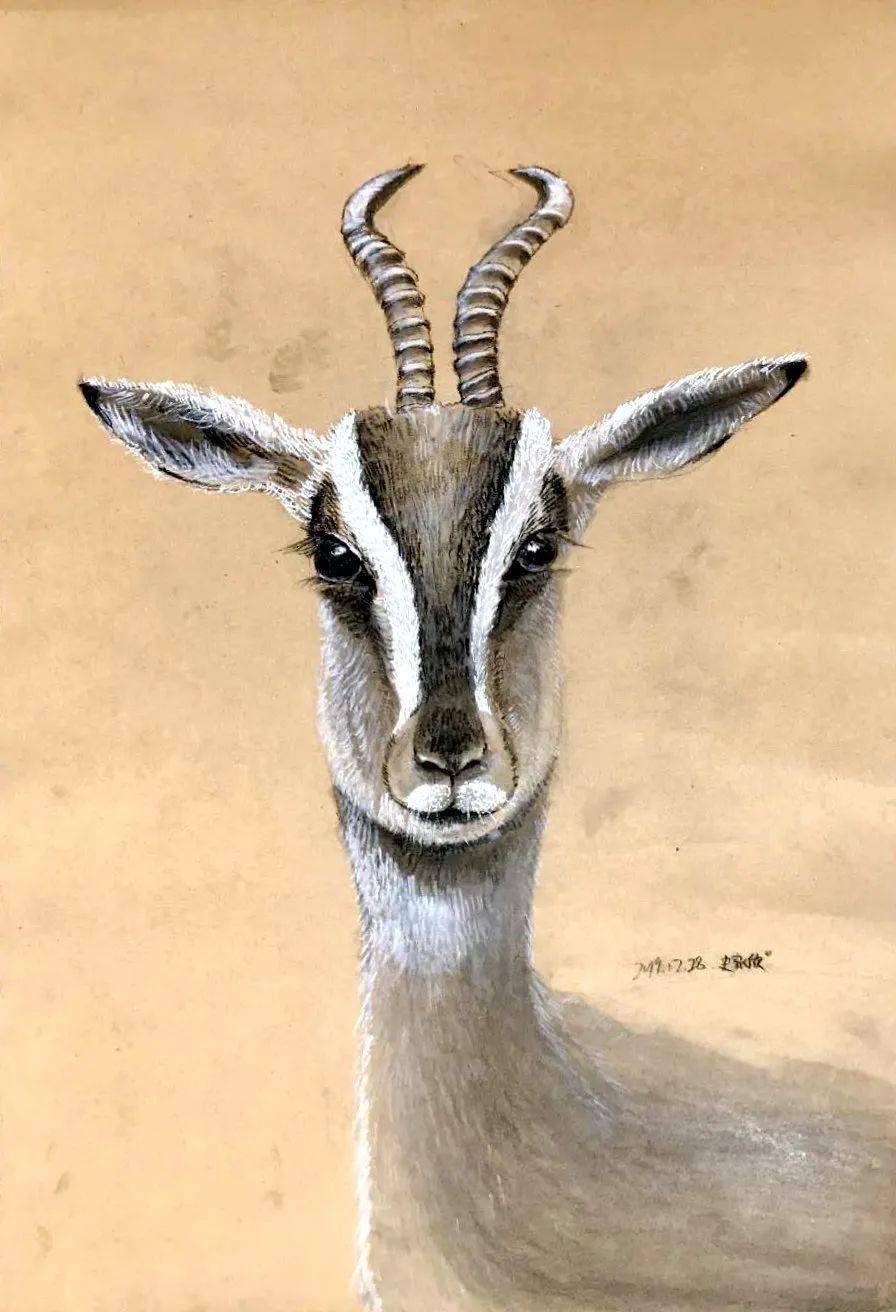 云画廊▏每日一画602班61史家欣羚羊28