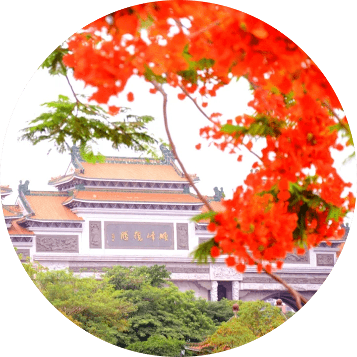 顺峰山公园下起黄金雨原来是它绽放了