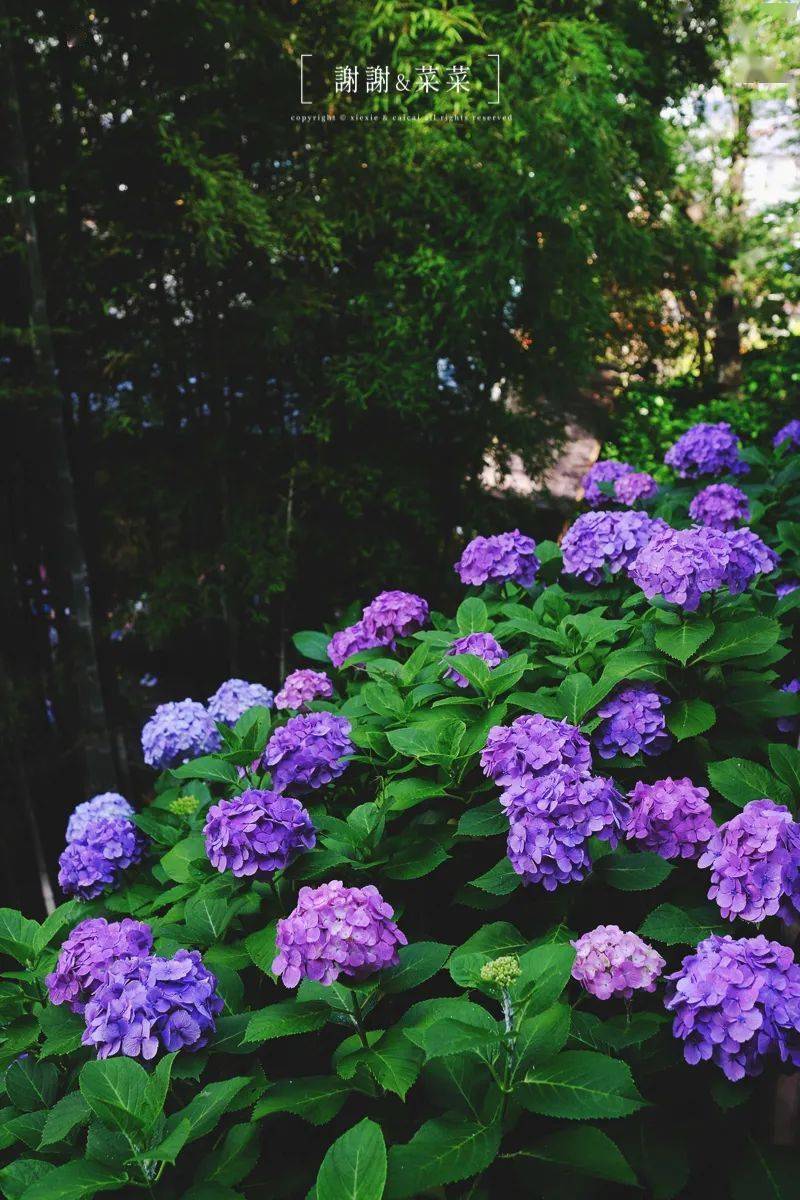 镰仓紫阳花开好时节风物闲美无尽夏