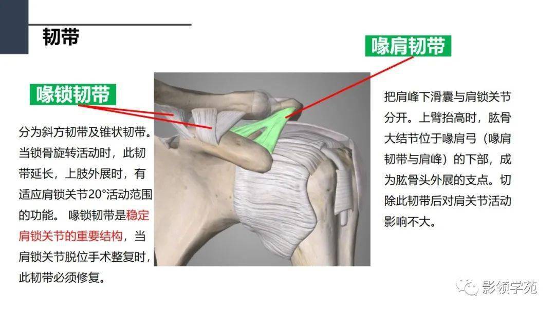 肩胛下肌,臂叢鑑別診斷——bankart損傷前下方盂唇損傷鑑別診斷:軟骨