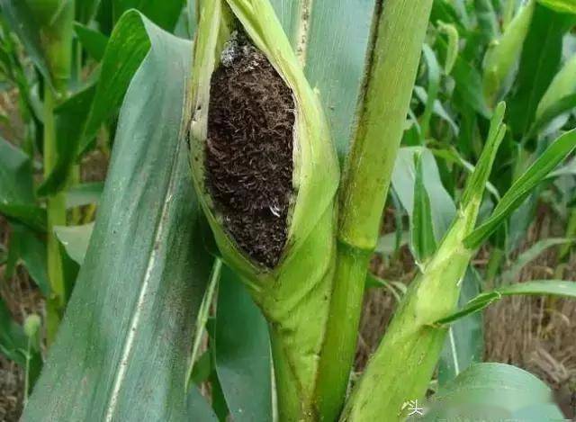玉米黑粉病的综合防治方法