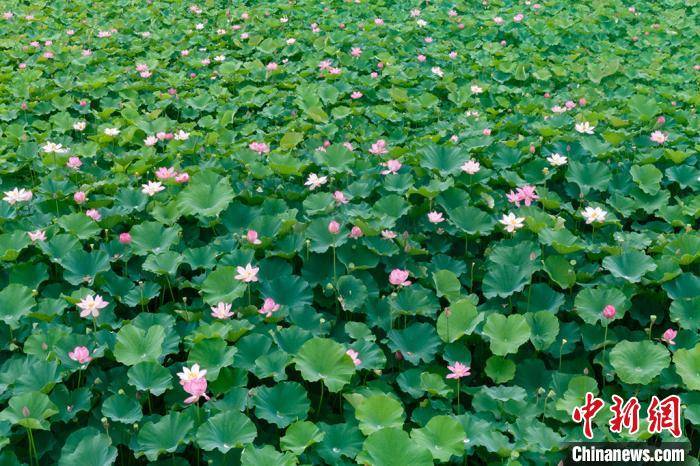 南京高淳固城湖"荷叶田田"映乡村_荷花