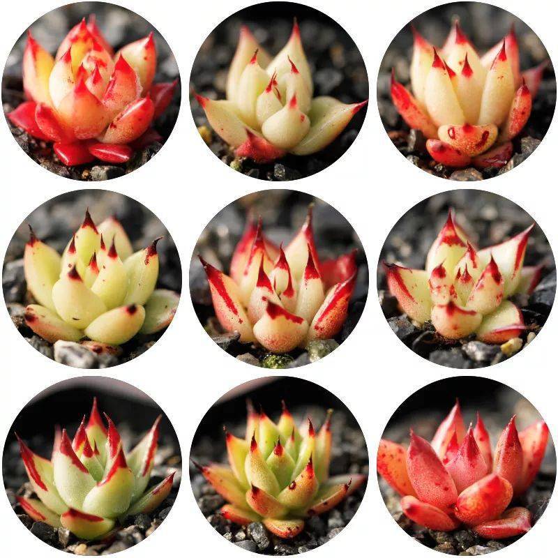 养多肉后才发现三观全乱啦