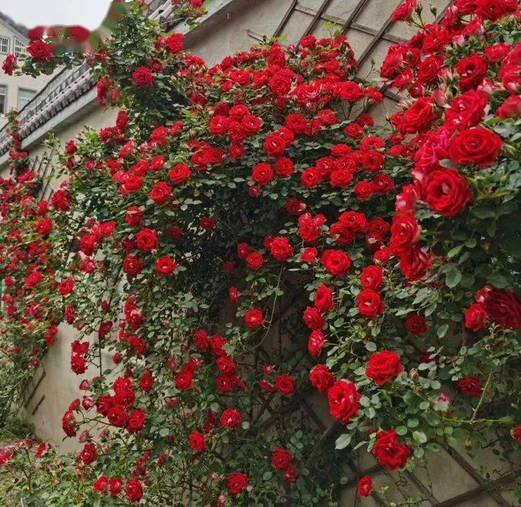 吾花肉充满生机的小院生活因此充实而美好