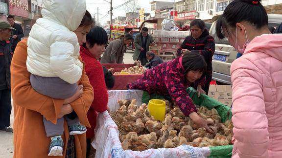 农村婆媳赶集买小鸡要价多少钱一只吓得婆媳不敢买了