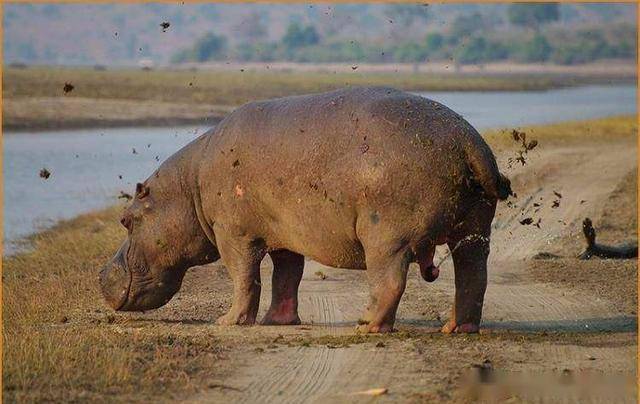河马拉屎为什么狂甩尾巴?便便甩的有多远,标记的领地越大