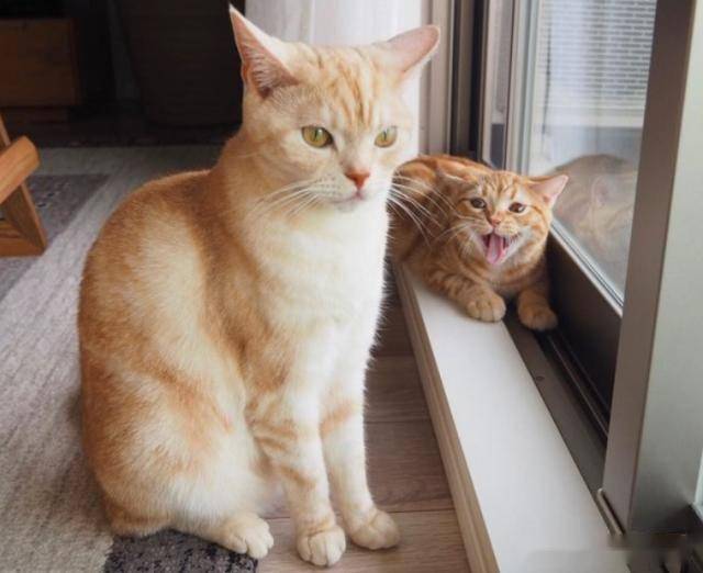 小橘猫每次玩累了倒头就睡跟突然断电一样太可爱了