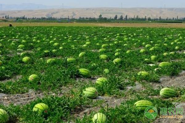 南宁受灾瓜田每亩补贴2.79元,补贴什么时候发放?_苏圩