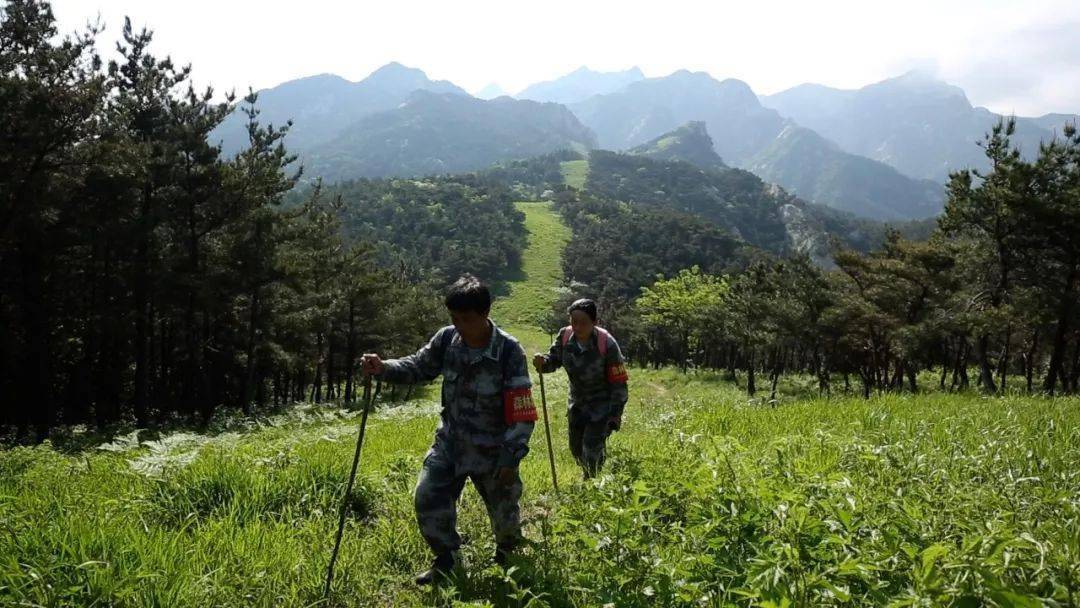 今晚他们是夫妻护林员十年巡山路能绕地球一圈