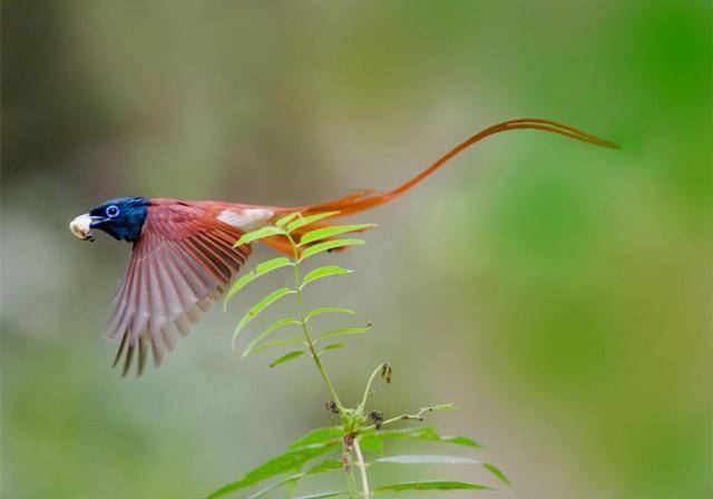 "神秘白凤"现身温州,在林中翩翩起舞,引来众人围观