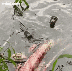 鳄鱼死亡翻滚表情包图片