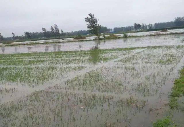 连日大雨水稻受淹严重水稻被淹后怎么自救