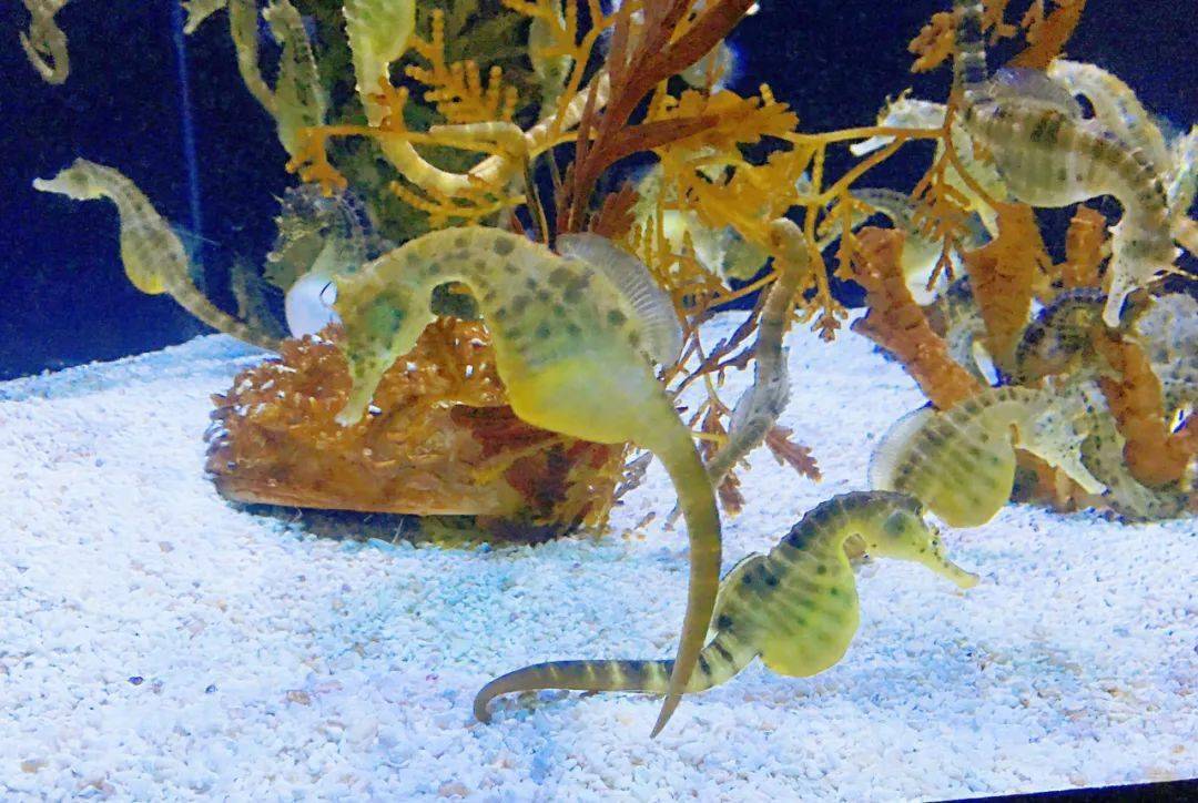 直播预告 | 海中的"变色龙"非它莫属_海马