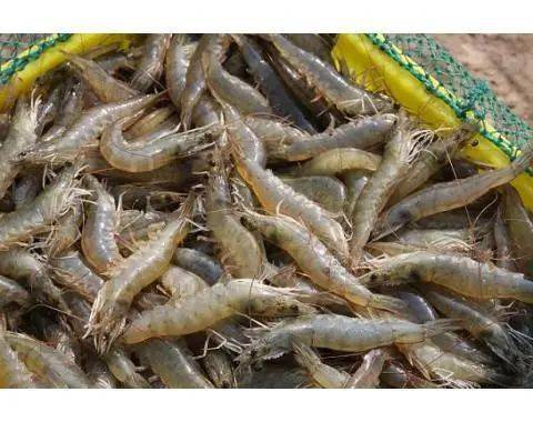 赞!湛江"中国对虾之都"称号通过复审