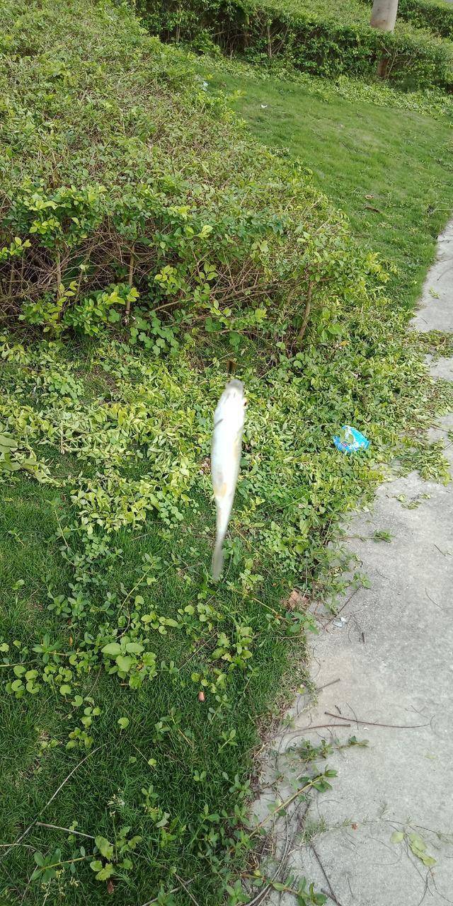 关于路亚白条的一些小技巧新手钓友值得收藏