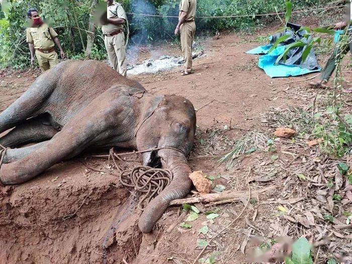更让人痛心的是,在进行尸检后,  人们发现这头15岁的大象,肚子里还怀