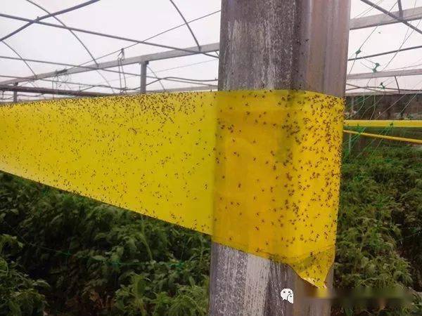 黄板蓝板怎么用效果好