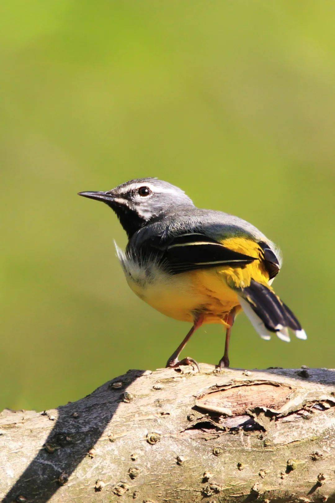 巫山灵鸟满山飞!(附大量图片)
