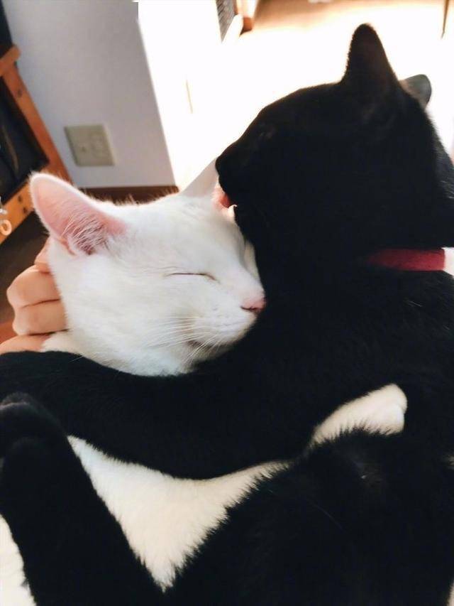 秀恩爱的喵星人