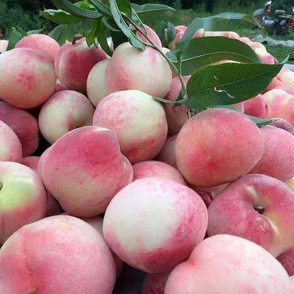 正宗关中水蜜桃桃汁在口中炸开的感觉