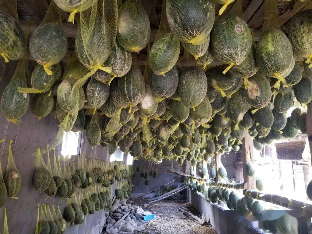 访惠聚5个100典型老姑娘水晶瓜增收顶呱呱