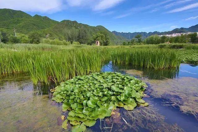 王平湿地公园图片