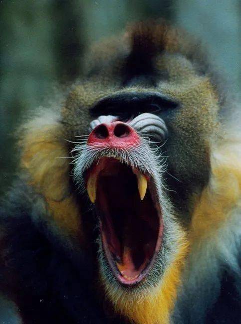 猴类王国里的大花脸每周一宠