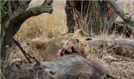 狮子本以为咬死了犹猪就万事大吉,可一下嘴发现自己高兴的太早了