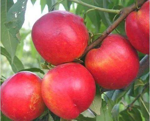 诱惑着我们去大饱口福各个桃园争先散香下八庙镇普济宫村,登科街道