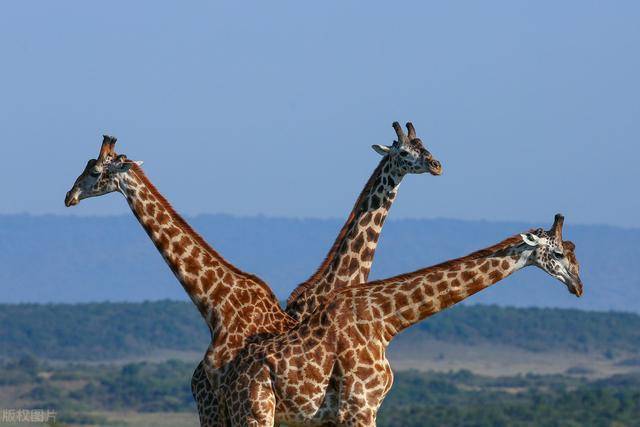 有18年野生动物摄影经验,他在马赛马拉保护区用镜头捕捉到"三头"