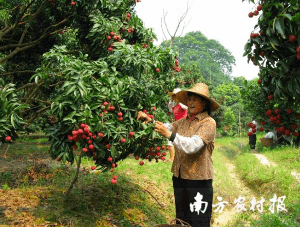 汽车下乡走到荔枝园,公益推广到身边!_搜狐汽车_搜狐网