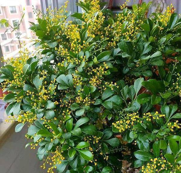 导语:米兰花因为独特的花语一直受人热捧,究其根本上因为它确实具备