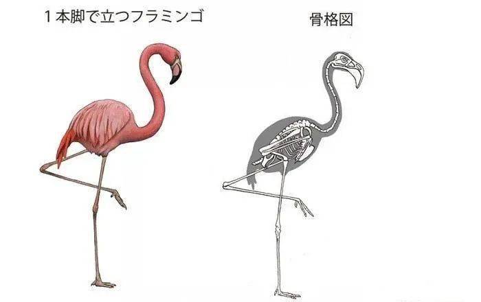 如果单纯让人类模仿站立姿势还差点味道,但修改成火烈鸟的骨骼,一下就