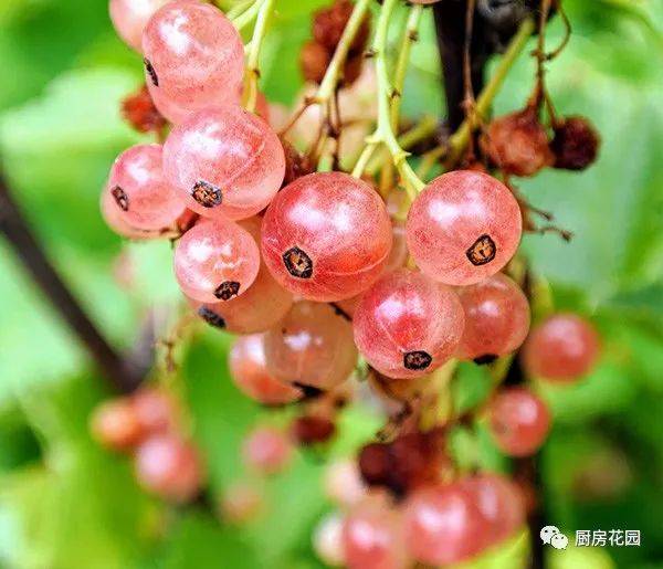 一日一蔬:6月21日,果熟,人来,摘醋栗_currant