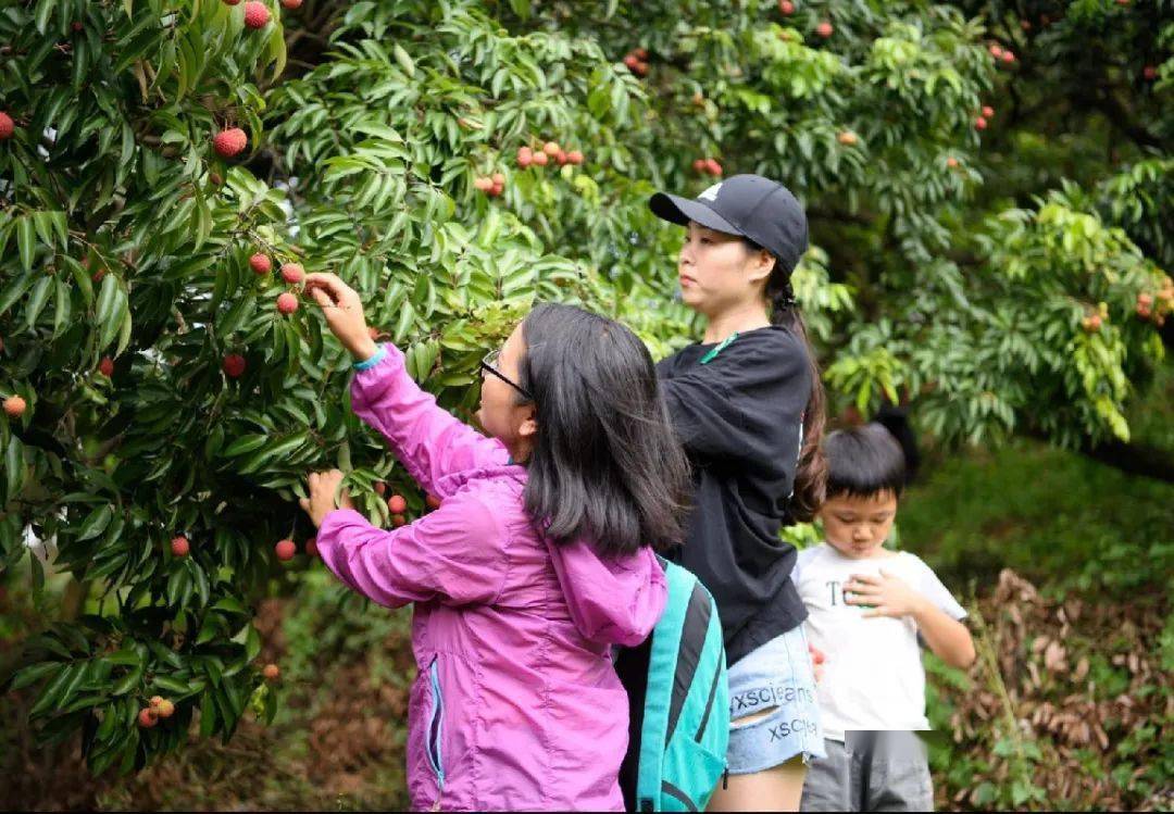 自然教育丨东莞市大岭山森林公园荔枝品鉴自然体验课程成功开讲