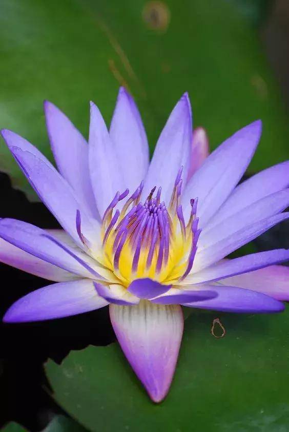 今日夏至,最美夏日之花,看完保证清凉一夏