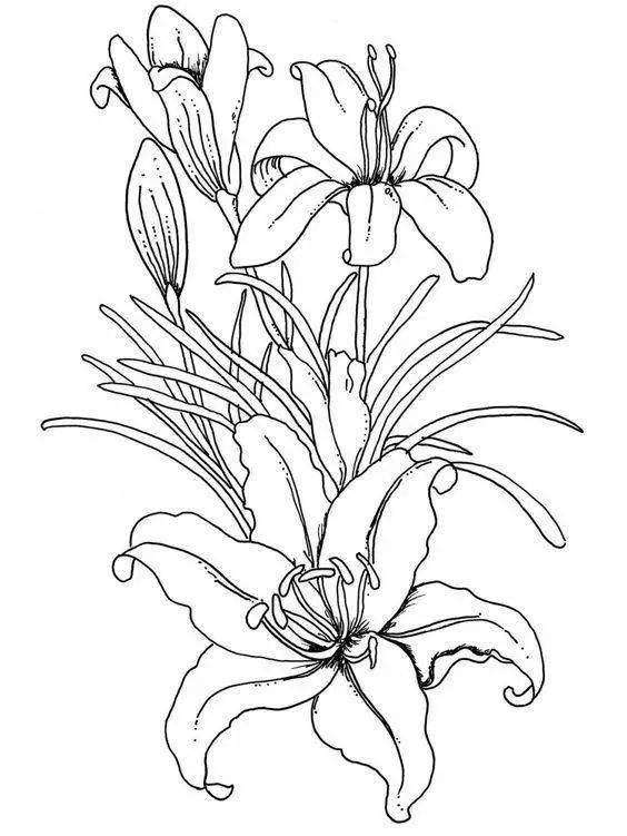 【黑白线稿】花卉植物线稿素材,白描线稿