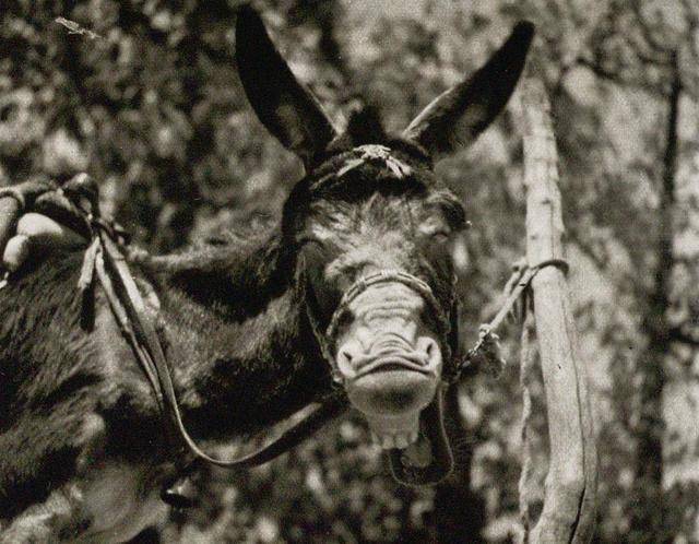 30年代,北京香山卧佛寺外,猥琐摄影师和一头大笑的驴