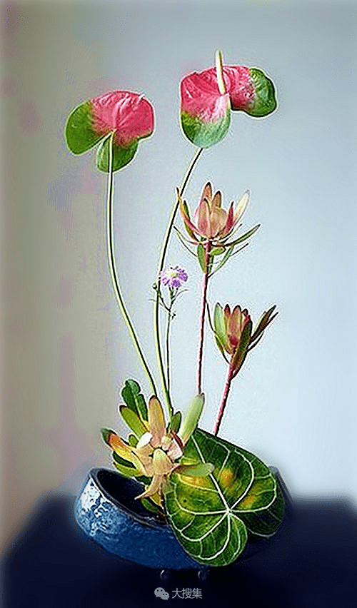 如兰分享插花欣赏火鹤红掌