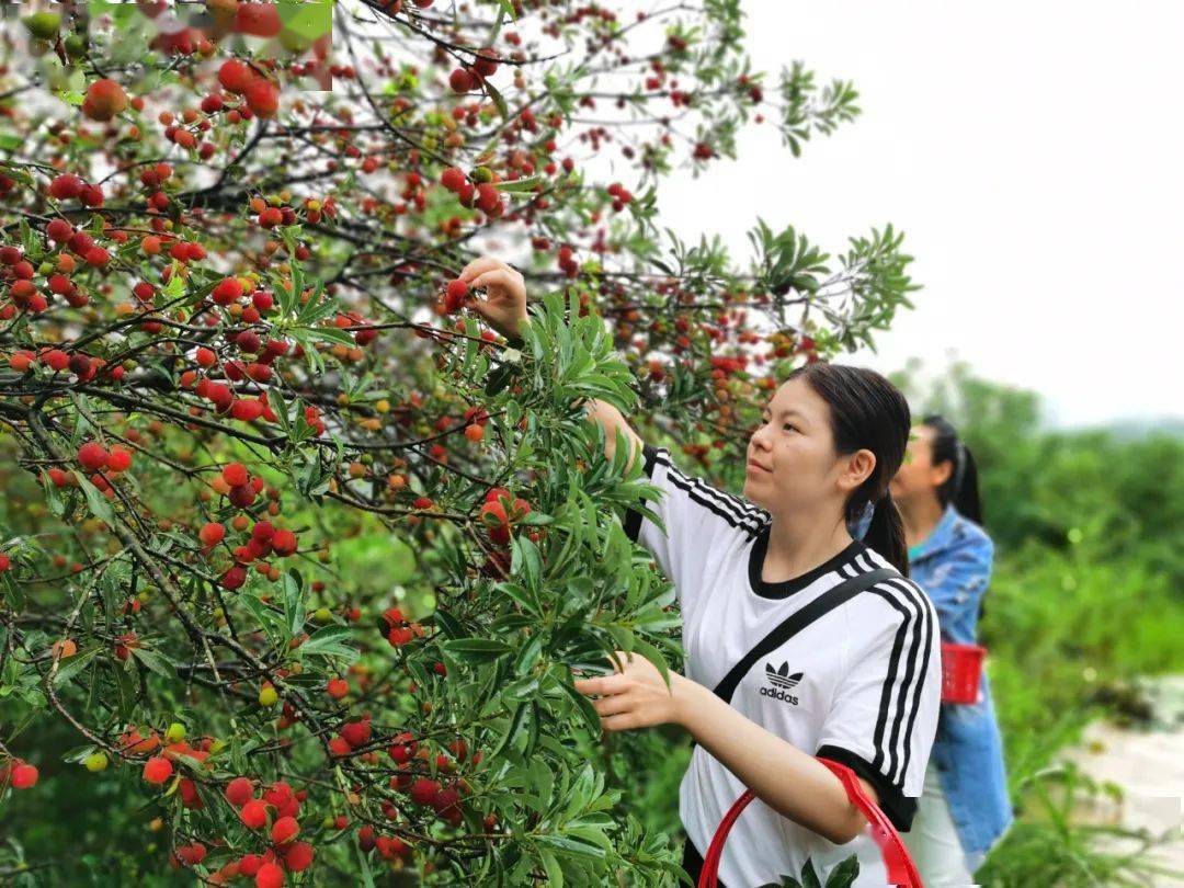 谁会荣膺"杨梅产量之王","最甜杨梅"……_三胡乡