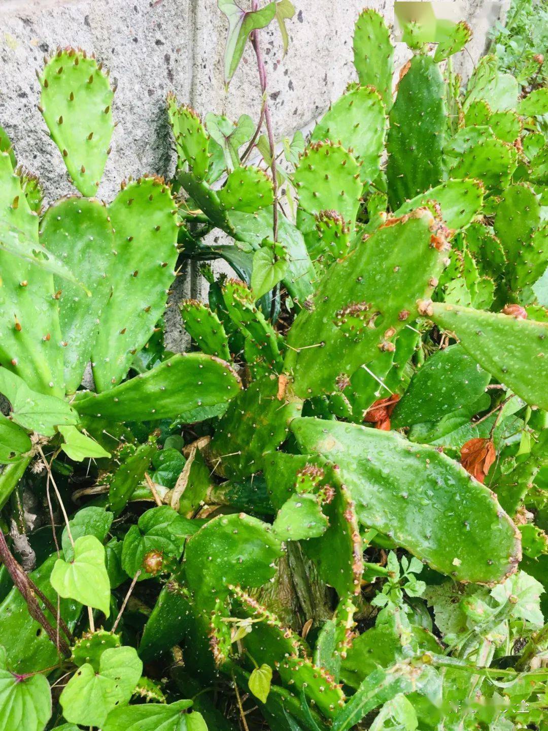身上长满硬刺的仙人掌,特扎手,其实这些刺大有作用!